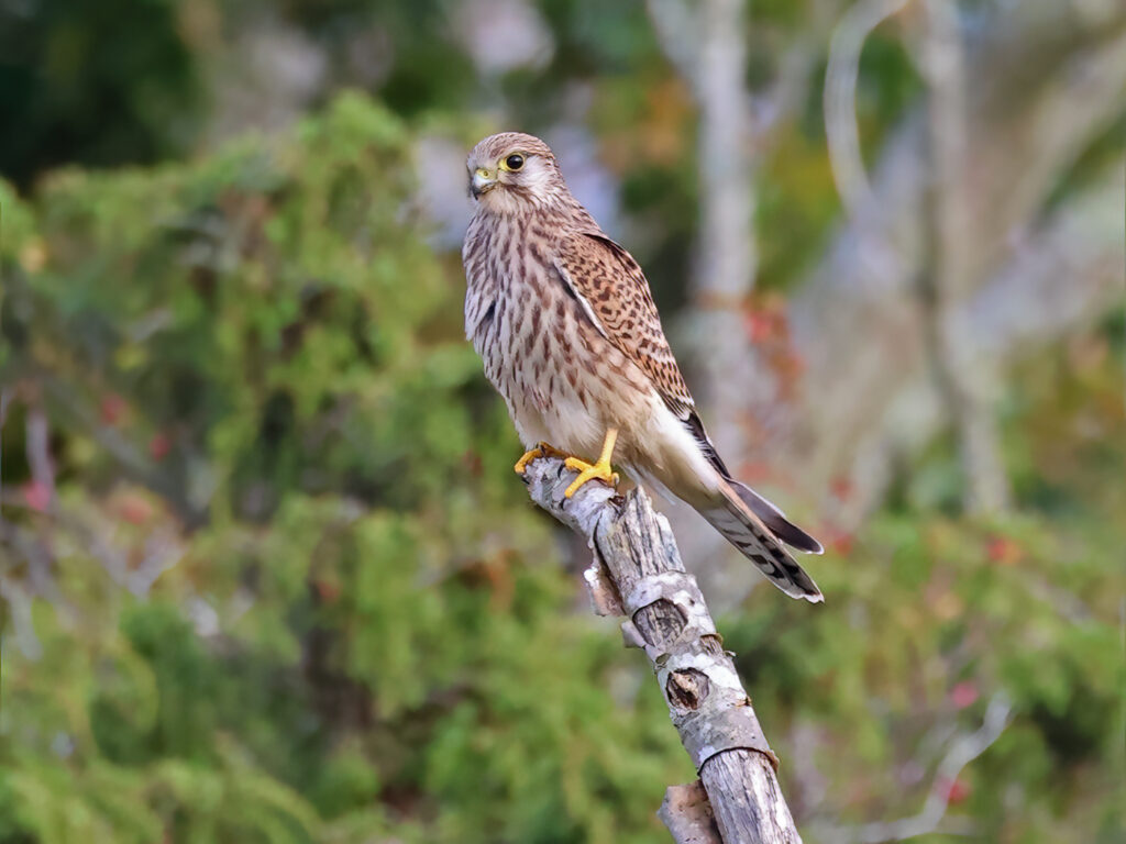 Tornfalk (Common Kestrel) vid Södra Lundspetsen, Ottenby, Öland