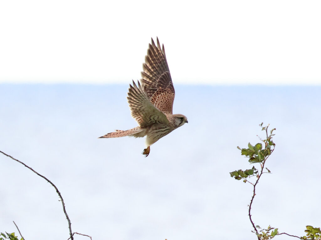 Tornfalk (Common Kestrel) vid Olofsbo, Halland