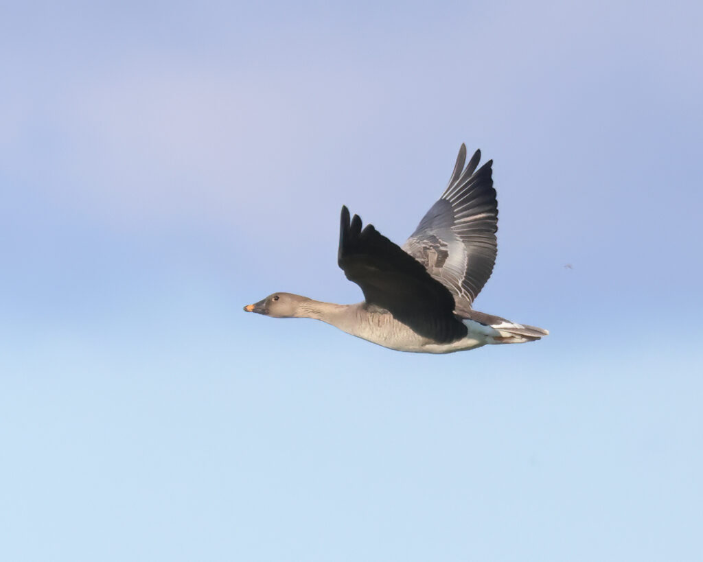 Tundrasädgås (Tundra Bean Goose) vid Sibyllas, Ottenby på Öland