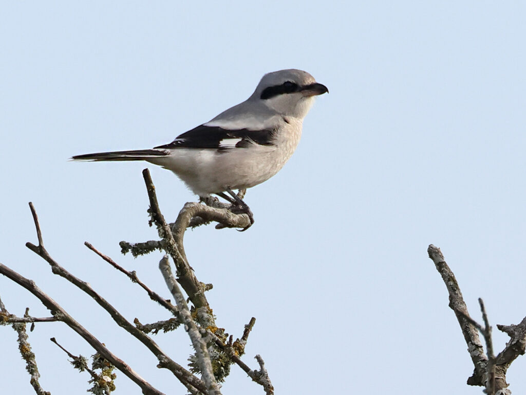 Varfågel (Great Grey Shrike) vid Sibyllas, Ottenby, Öland