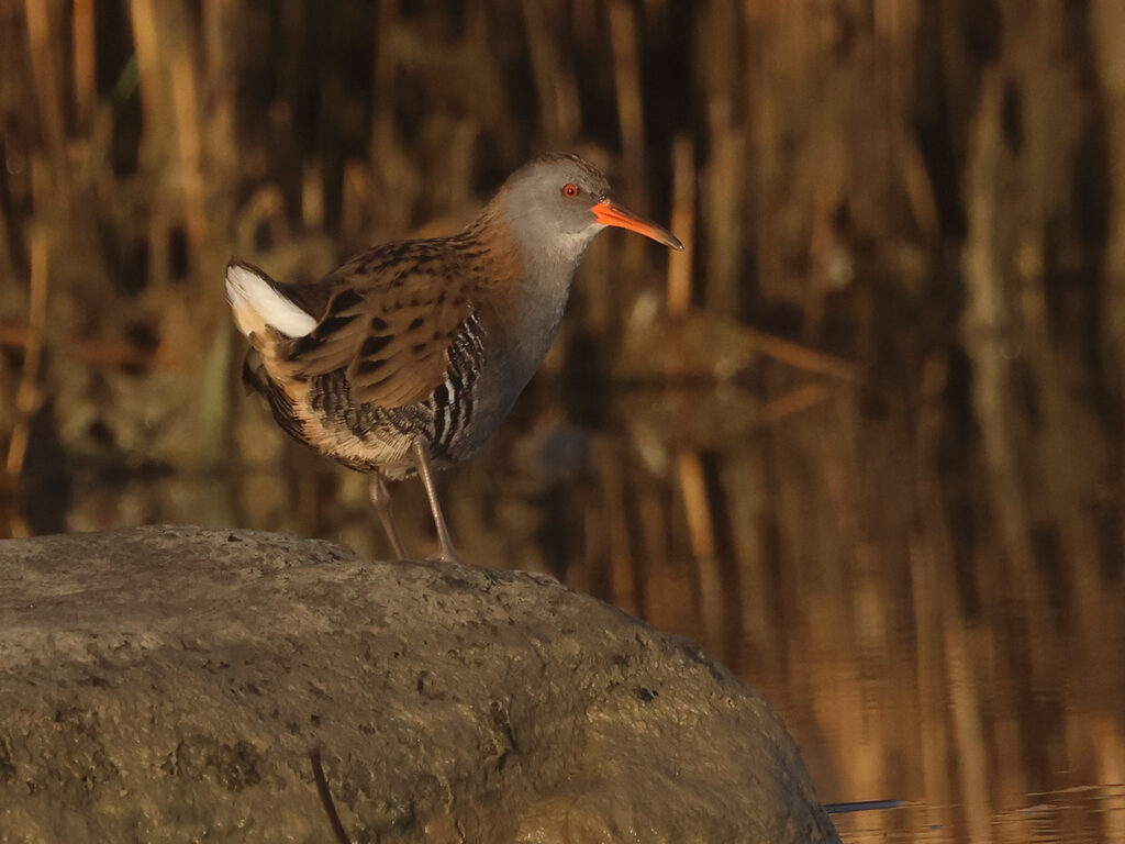 Vattenrall (Waterrail) vid Norra Strandängen Stora Amundö utanför Göteborg