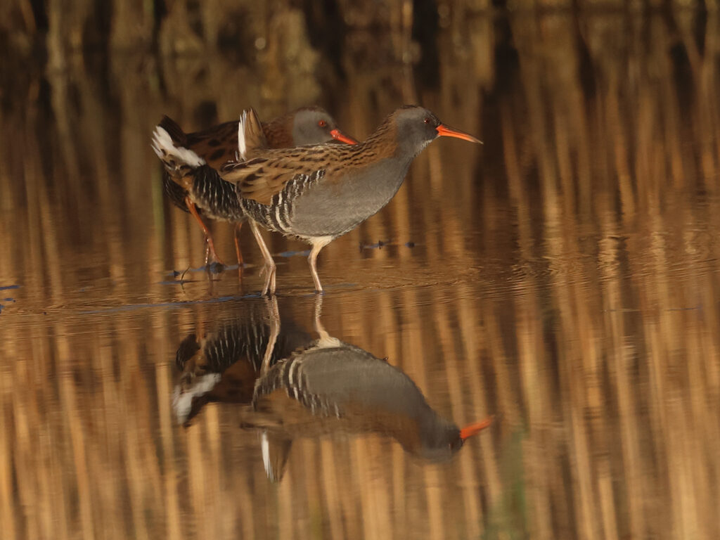 Vattenrall (Waterrail) vid Norra Strandängen Stora Amundö utanför Göteborg