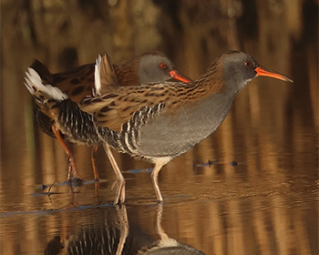 Vattenrall (Waterrail) vid Stora Amundön, Göteborg