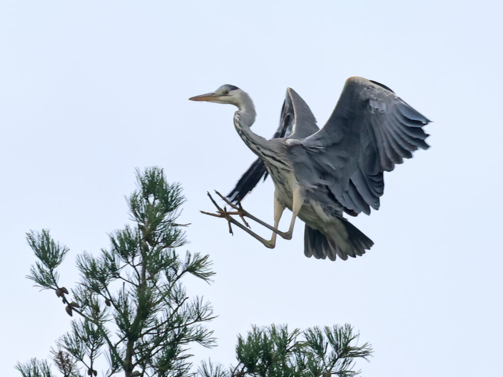 Gråhäger (Grey Heron) vid LIlla Amundö, Göteborg