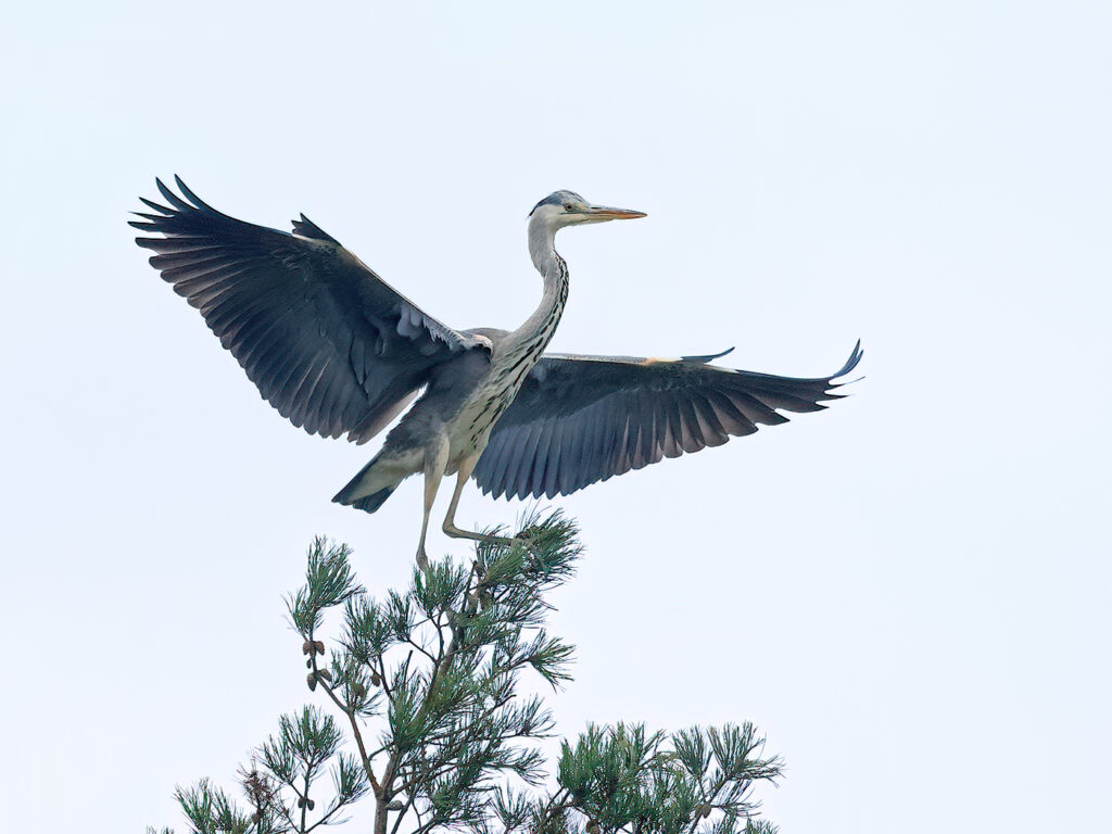 Gråhäger (Grey Heron) vid LIlla Amundö, Göteborg