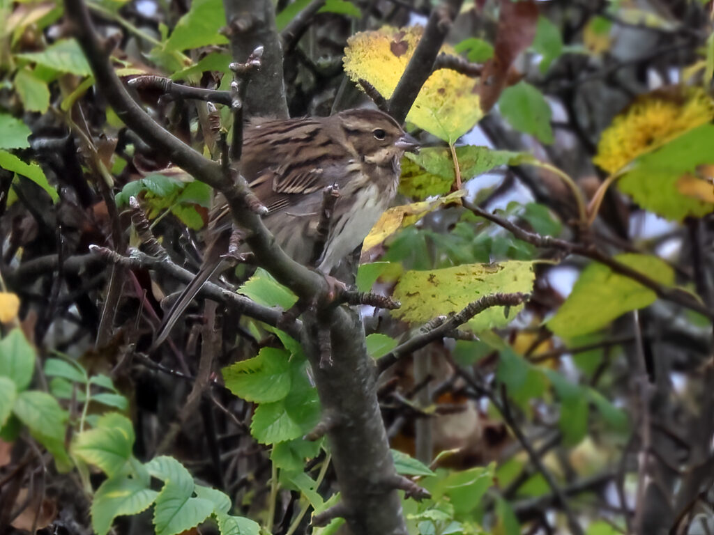 Gråhuvad sparv (Black-faced bunting) vid Grönet, Brantevik i Skåne