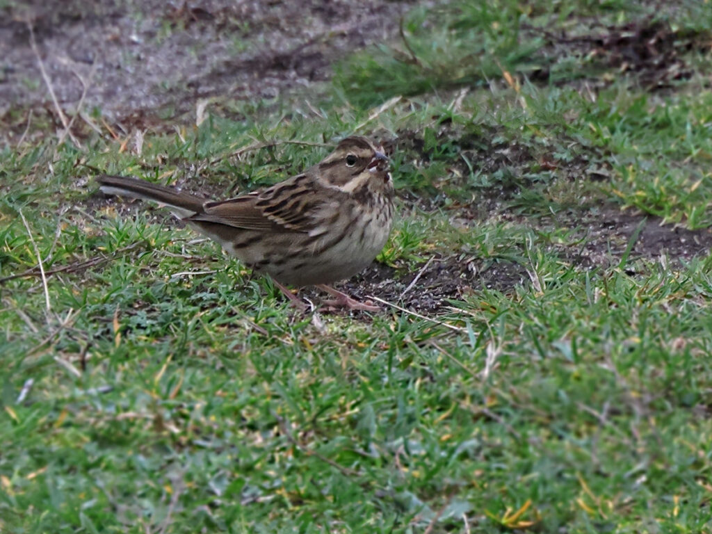 Gråhuvad sparv (Black-faced bunting) vid Grönet, Brantevik i Skåne