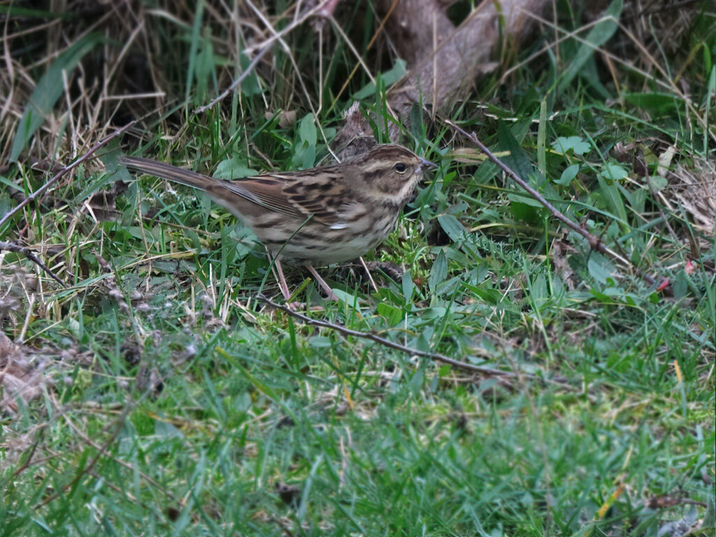 Gråhuvad sparv (Black-faced bunting) vid Grönet, Brantevik i Skåne