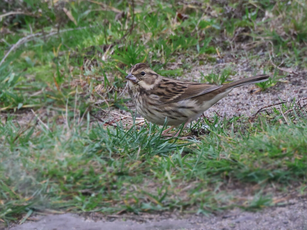 Gråhuvad sparv (Black-faced bunting) vid Grönet, Brantevik i Skåne