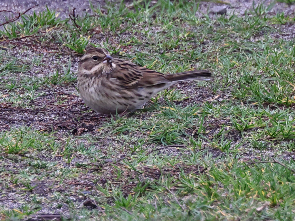 Gråhuvad sparv (Black-faced bunting) vid Grönet, Brantevik i Skåne