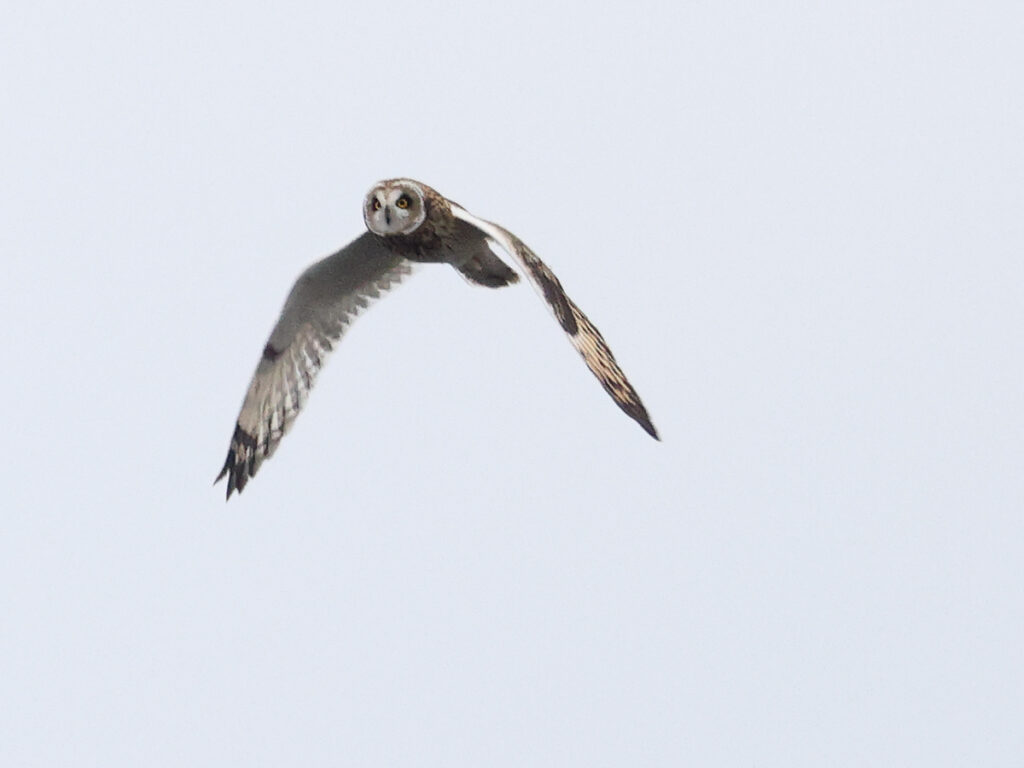 Jorduggla (Short-eared Owl) vid Lisered, Halland