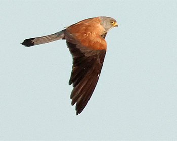 Rödfalk - Lesser Kestrel - Falco naumanni 