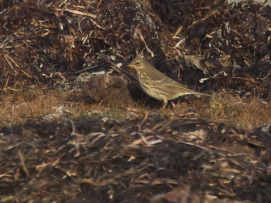 Skärpiplärka (Rock Pipit) vid Näsbokrok, Halland