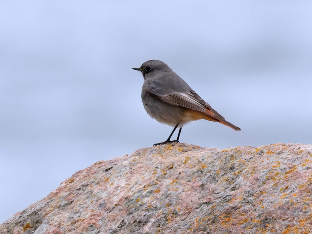 Svart rödstjärt (Black Redstart) vid Glommen, Halland