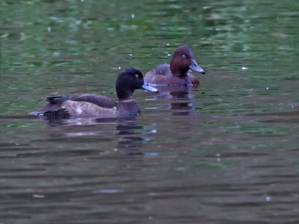 Vitögd dykand (Ferruginous Duck) vid Lunds reningsverksdammar, Skåne