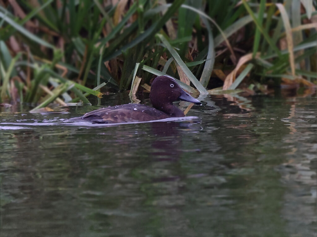 Vitögd dykand (Ferruginous Duck) vid Lunds reningsverksdammar, Skåne