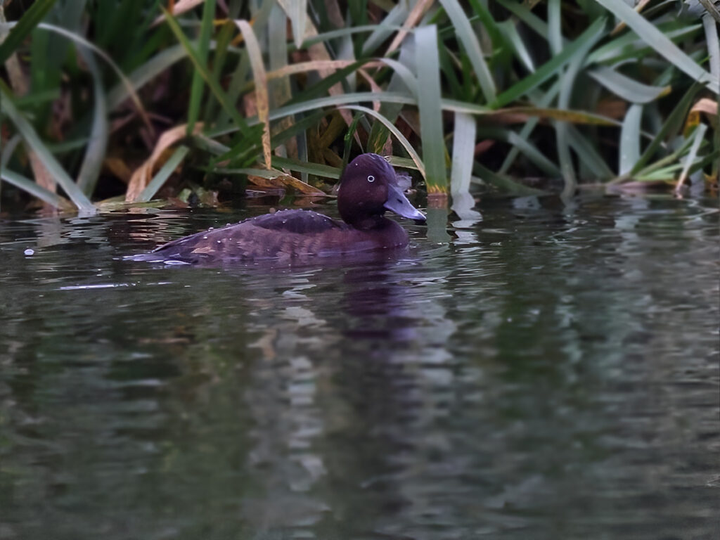 Vitögd dykand (Ferruginous Duck) vid Lunds reningsverksdammar, Skåne