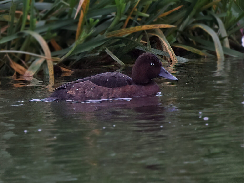 Vitögd dykand (Ferruginous Duck) vid Lunds reningsverksdammar, Skåne