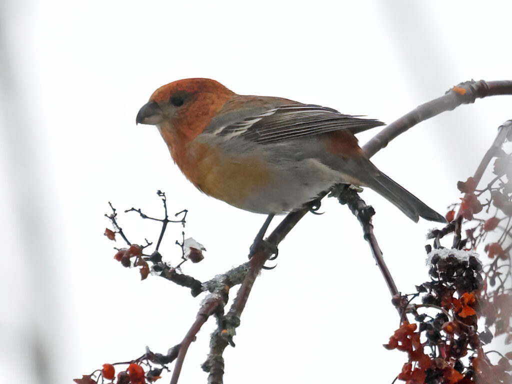 Tallbit (Pine grosbeak) vid Båtstad, Borlänge