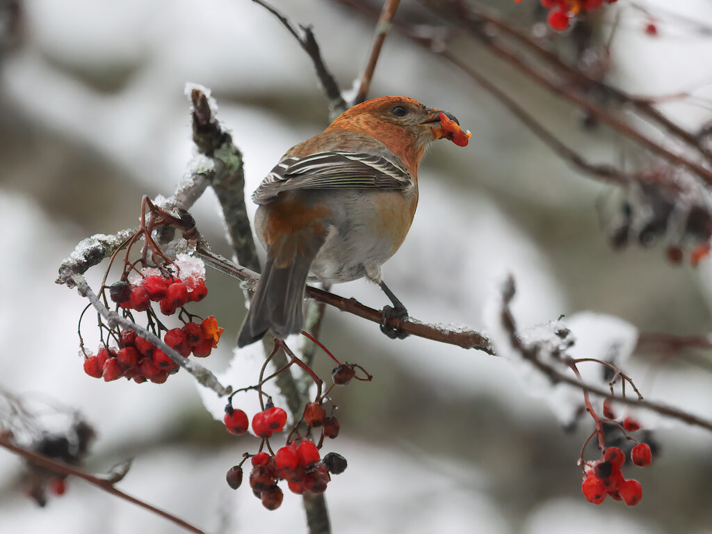 Tallbit (Pine grosbeak) vid Båtstad, Borlänge