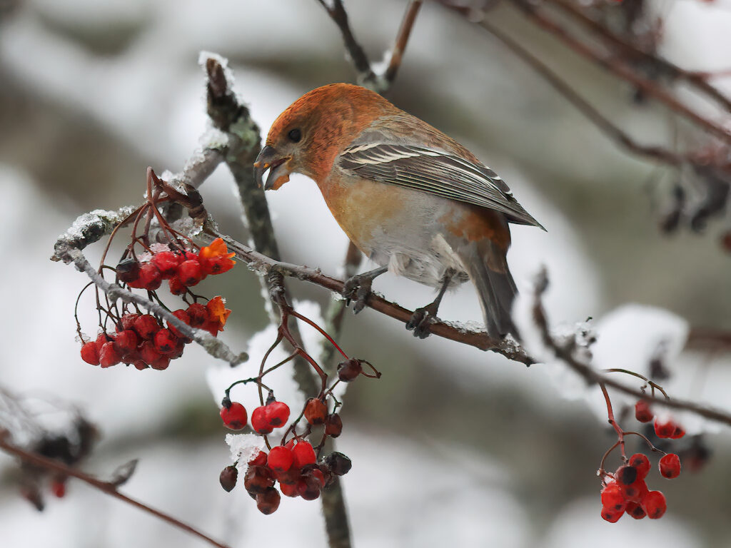 Tallbit (Pine grosbeak) vid Båtstad, Borlänge