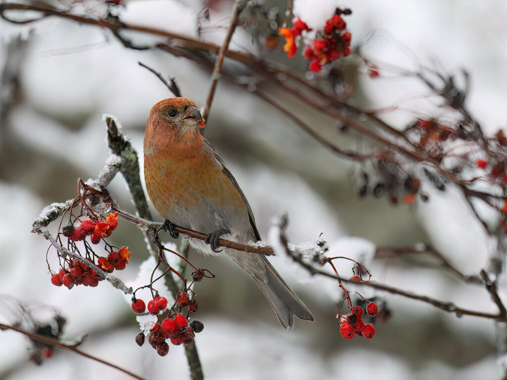 Tallbit (Pine grosbeak) vid Båtstad, Borlänge