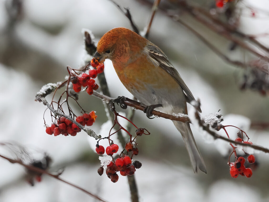 Tallbit (Pine grosbeak) vid Båtstad, Borlänge