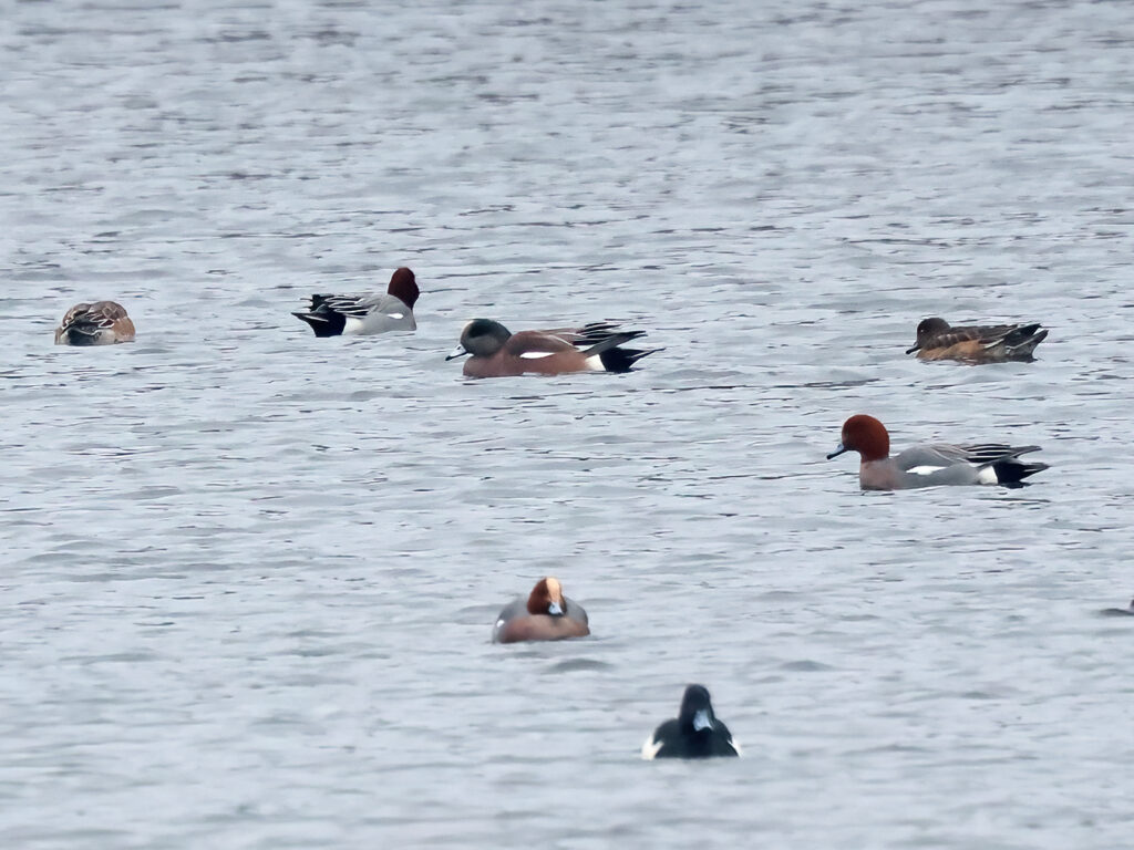 Amerikansk bläsand (American wigeon) vid Bruce Skog, Helsingborg