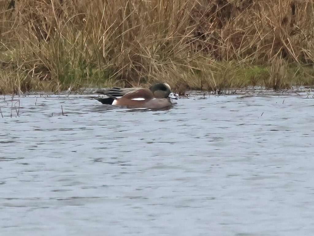 Amerikansk bläsand (American wigeon) vid Bruce Skog, Helsingborg