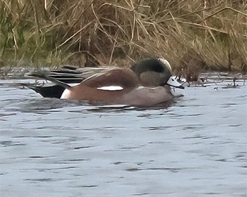 Amerikansk bläsand (American Wigeon) vid Fågelsjön, Bruce skog i Helsingborg