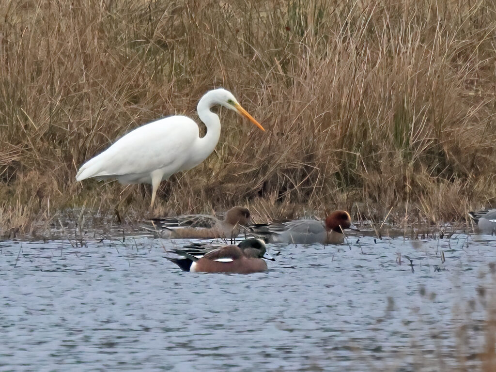 Amerikansk bläsand (American wigeon) vid Bruce Skog, Helsingborg