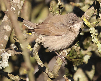 Ärtsångare (Lesser Whitethroat) vid Kåhög, Partille