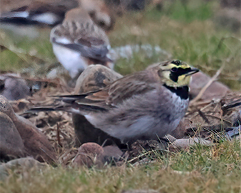 Berglärka (Horned Lark) vid Korshamn, Morups Tånge