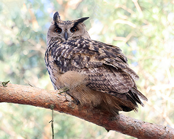 Berguv (Eagle Owl) vid Änggårdsbergen, Göteborg