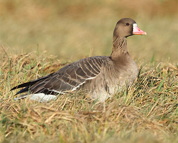 Bläsgås (White-fronted Goose)