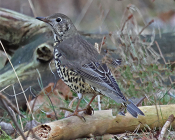 Dubbeltrast (Mistle Thrush) vid Stora Amundön, Göteborg