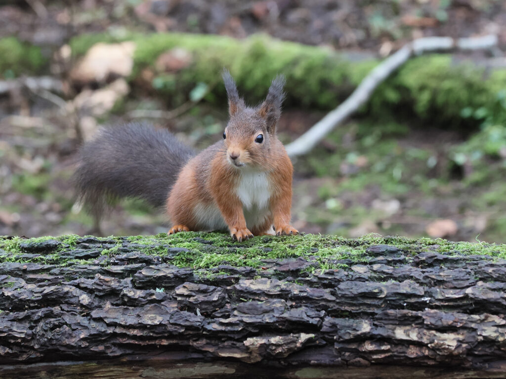 Ekorre vid Botaniska Trädgården, Göteborg