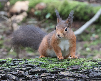 Ekorre vid Botaniska Trädgården, Göteborg