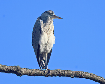 Gråhäger (Grey Heron) i Kungsbacka Centrum