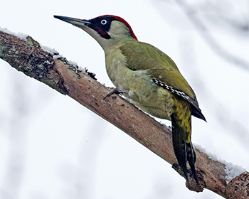 Gröngöling (Green Woodpecker) vid Stora Amundön, Göteborg