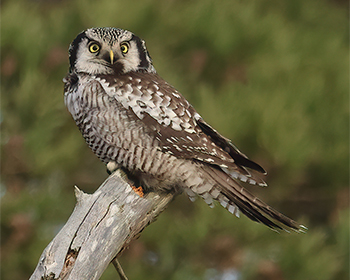 Hökuggla (Hawk Owl) vid Änggårdsbergen, Göteborg