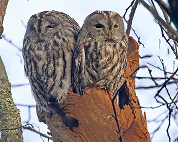 Kattuggla (Tawny Owl) vid Änggårdsbergen, Göteborg