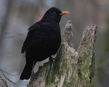 Koltrast (Blackbird) vid Stora Amundön, Göteborg