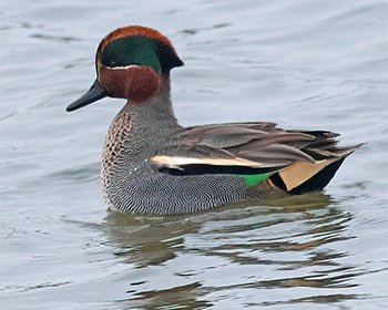 Kricka (Teal) vid Stora Amundön, Göteborg