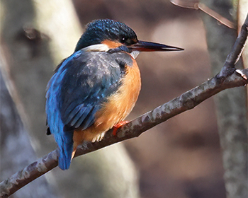 Kungsfiskare (Kingfisher) vid Breared, Varberg