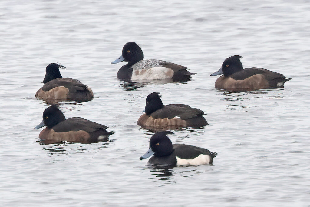 Mindre bergand (Lesser scaup) vid Landgrens Holme nära Skanörs hamn, Skåne