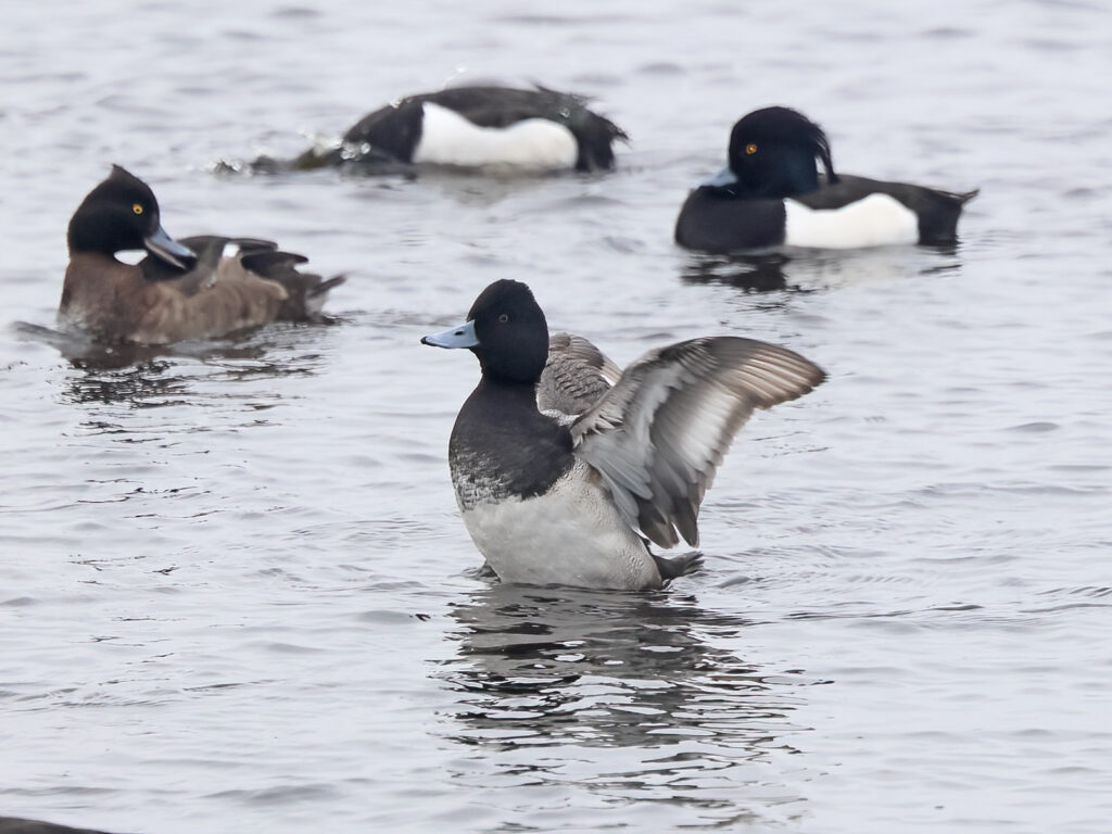 Mindre bergand (Lesser scaup) vid Landgrens Holme nära Skanörs hamn, Skåne