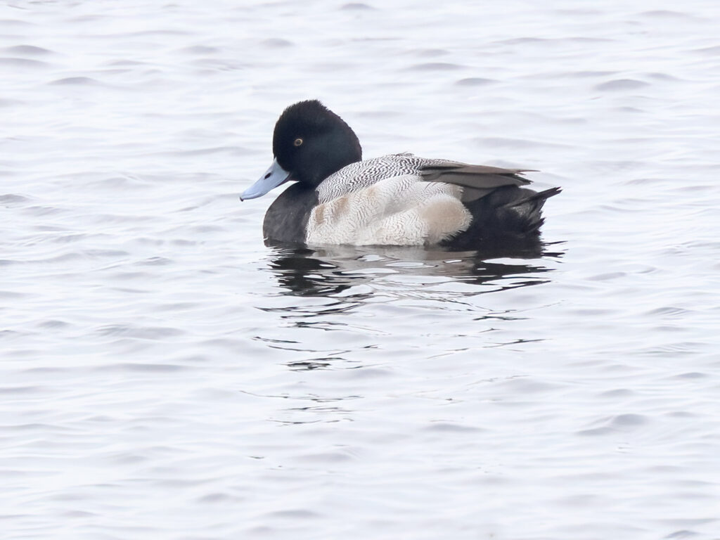 Mindre bergand (Lesser scaup) vid Landgrens Holme nära Skanörs hamn, Skåne