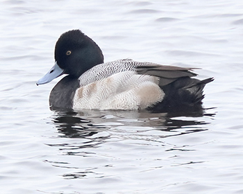 Mindre bergand (Lesser Scaup) vid Landgrens udde, Skanörs hamn