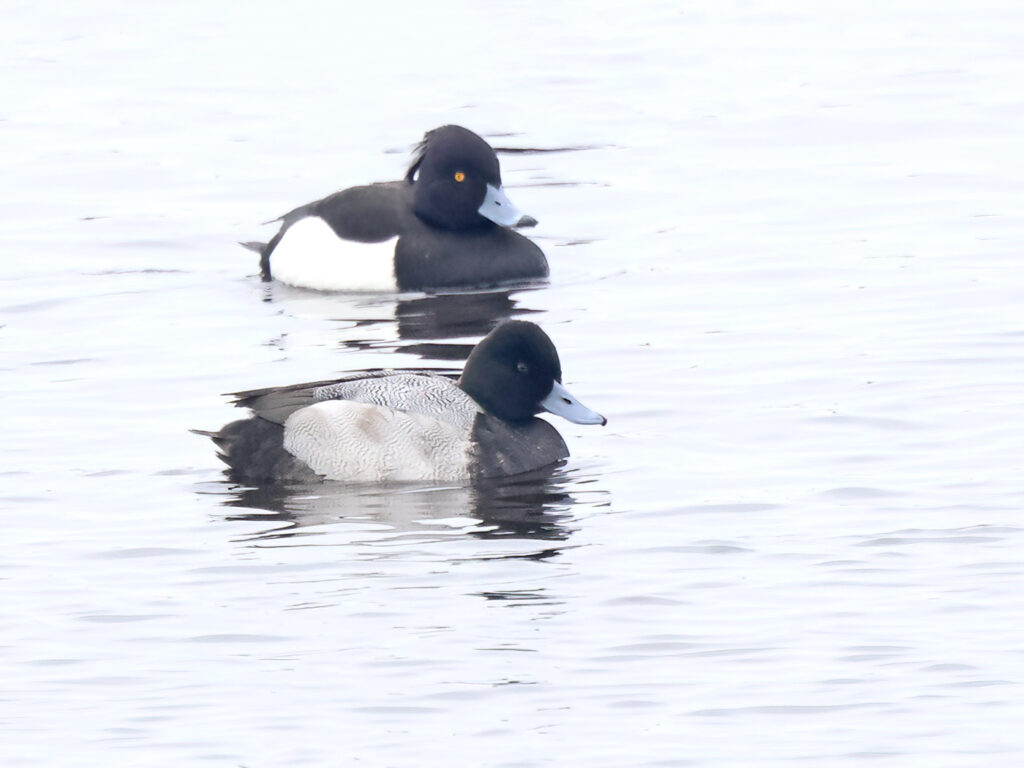 Mindre bergand (Lesser scaup) vid Landgrens Holme nära Skanörs hamn, Skåne